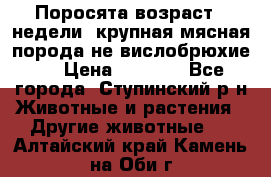 Поросята возраст 4 недели, крупная мясная порода(не вислобрюхие ) › Цена ­ 4 000 - Все города, Ступинский р-н Животные и растения » Другие животные   . Алтайский край,Камень-на-Оби г.